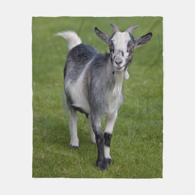 Pygmy Goat Fleece Blanket (Vorderseite)