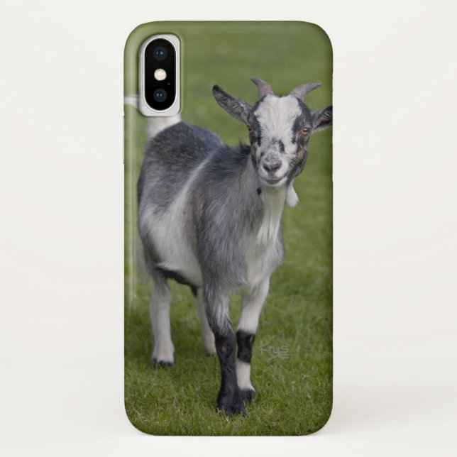Pygmy Goat iPhone X Case (Rückseite)