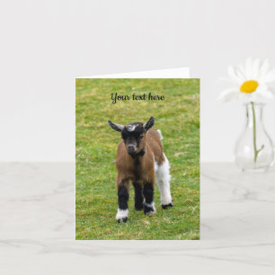 Pygmy Goat Kid Grußkarte Karte