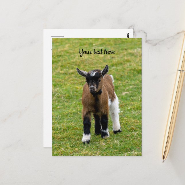 Pygmy Goat Kid Postkarte (Vorderseite/Rückseite Beispiel)