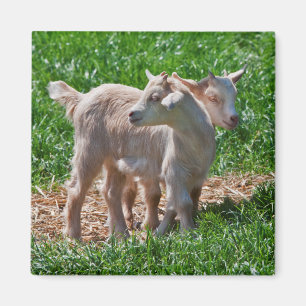 Pygmy Goat Kids Magnet