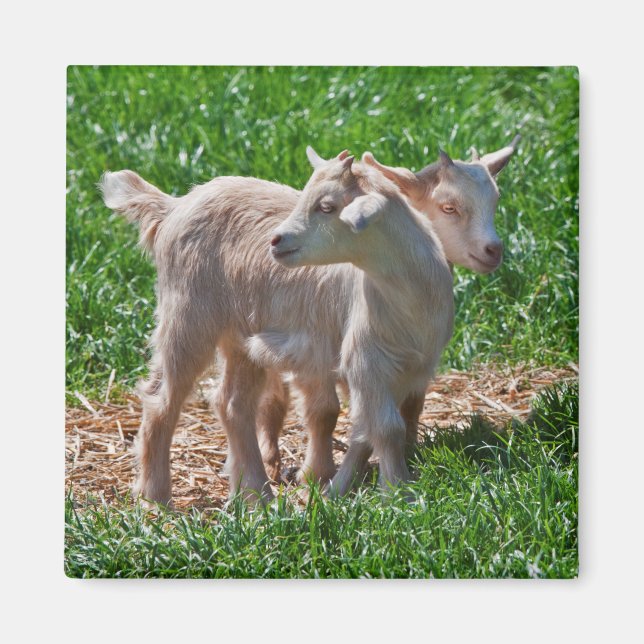 Pygmy Goat Kids Magnet (Vorne)