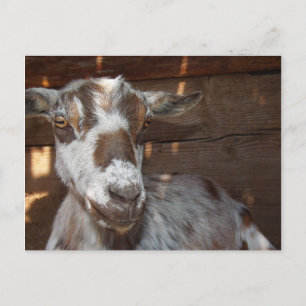 Pygmy Goat Postcard Postkarte