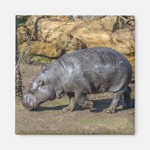 Pygmy Hippo Kühlschrankmagnet