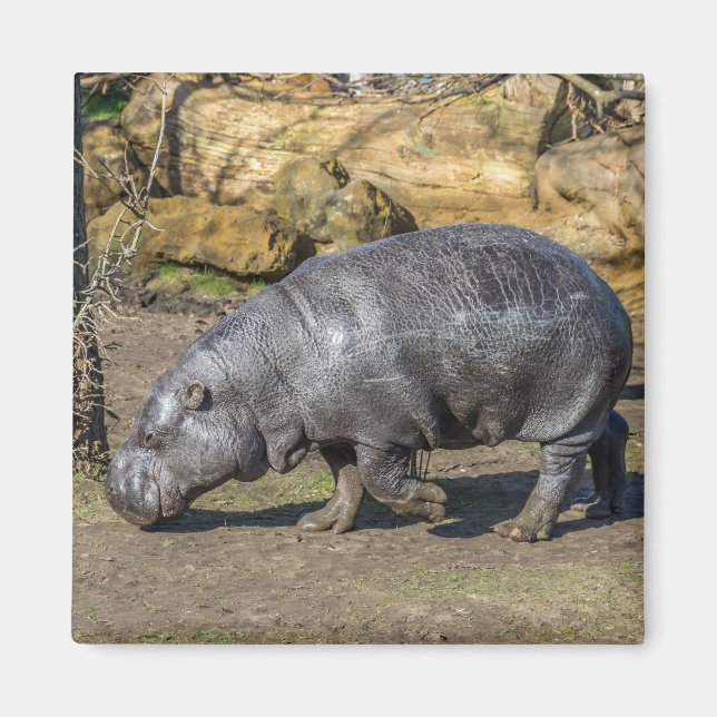 Pygmy Hippo Kühlschrankmagnet (Vorne)