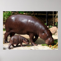 Pygmy Hippo Pair Hippopotamus Portrait