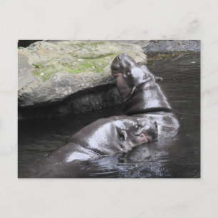 Pygmy Hippo Postcard Postkarte