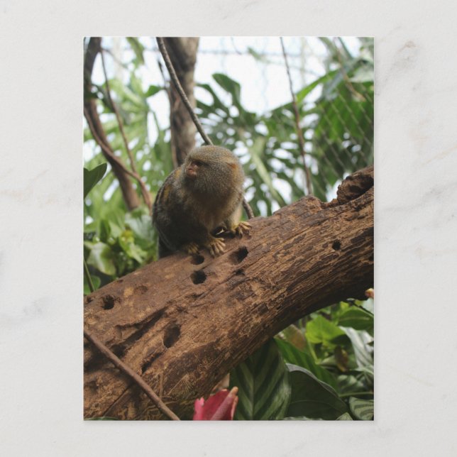 Pygmy Marmoset # 2 Postkarte (Vorderseite)