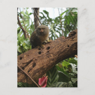 Pygmy Marmoset # 4 Postkarte