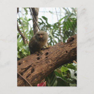 Pygmy Marmoset # 5 Postkarte