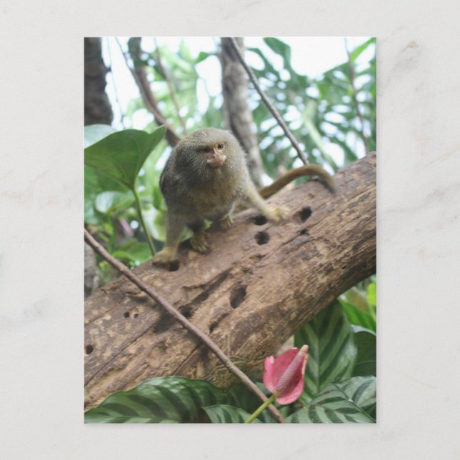 Pygmy Marmoset # 8 Postkarte (Vorderseite)