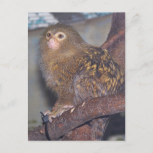 Pygmy Marmoset Portrait Postkarte