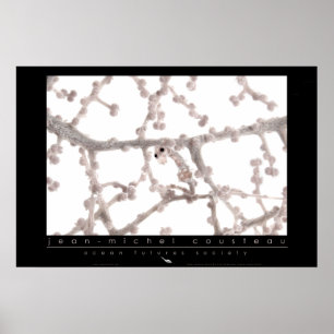 Pygmy Seepferd Poster