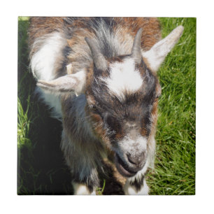 PYGMY ZIAT FLIESE