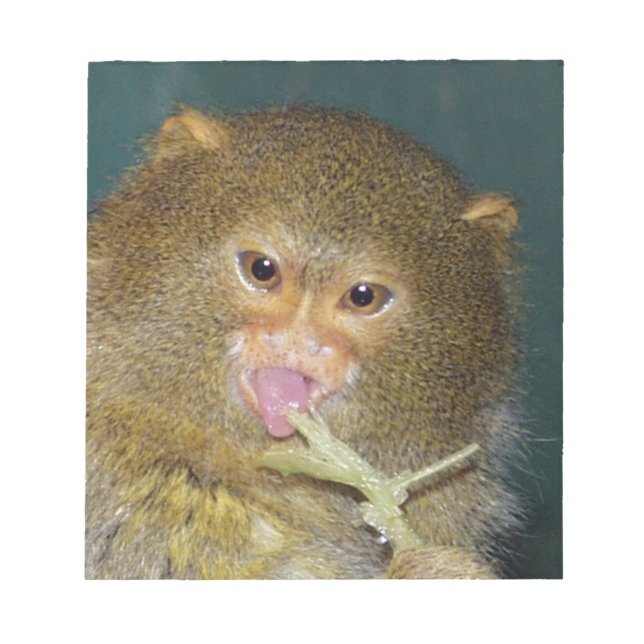 Pygmymarmoset10x10 Notizblock (Vorderseite)