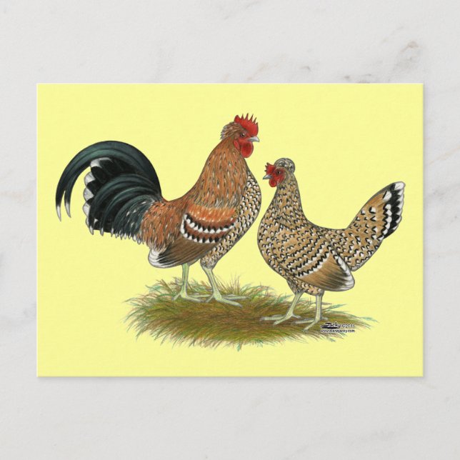 Pyncheon Bantams Postkarte (Vorderseite)