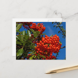 Pyracantha Coccinea Scarlet Firethorn Berries Postkarte