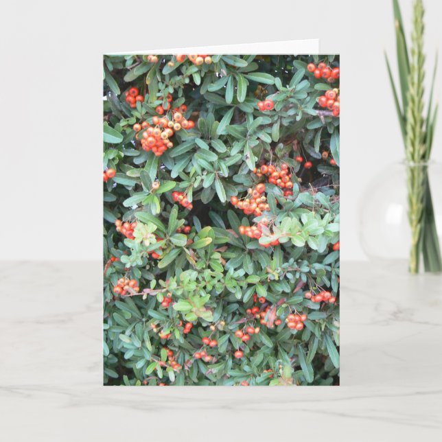 Pyracantha Pflanze auf Grußkarte Karte (Vorderseite)