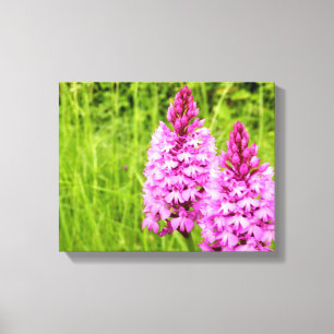 Pyramidal Orchid Canvas Print Leinwanddruck