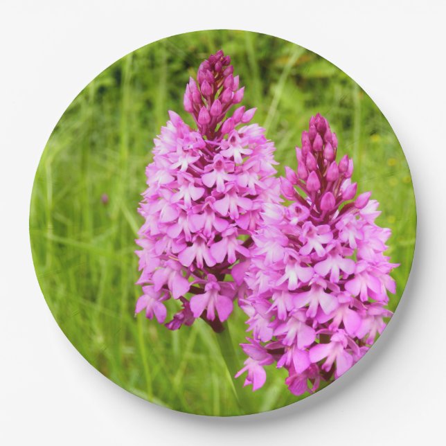 Pyramidal Orchid Paper Teller (Vorderseite)