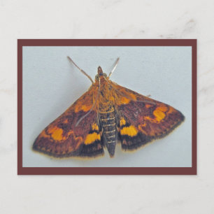 Pyrausta orphisalis Snout Nose Moth Postcard Postkarte