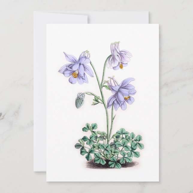 Pyrenäen Columbine - Aquilegia pyrenaica (Vorderseite)