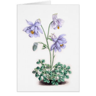Pyrenäen Columbine - Aquilegia pyrenaica