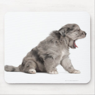 Pyrenean Gähnen des Schäferwelpen (4 Wochen) Mousepad