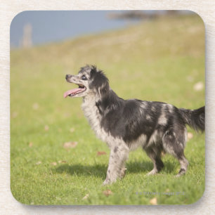 Pyrenean Schäfer in der wachsamen Pose wartete Untersetzer