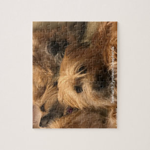 Pyrenean Schäfer-Puzzle