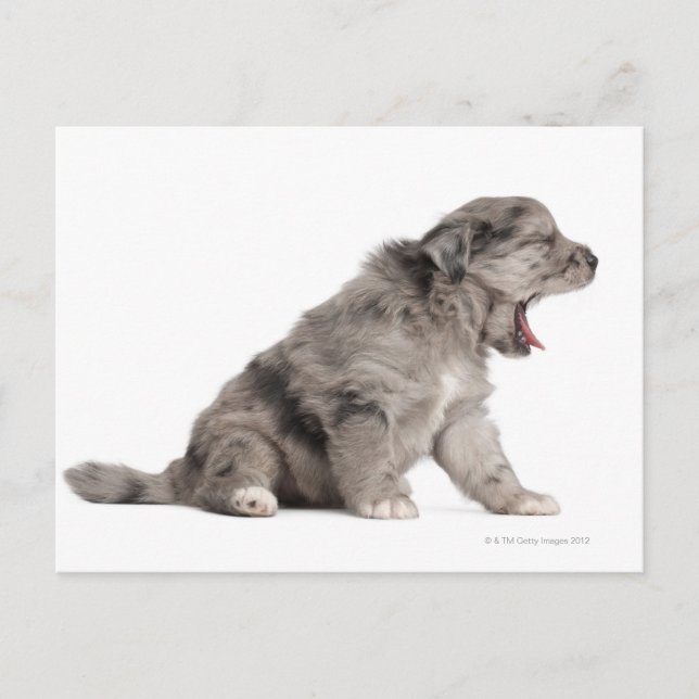 Pyrenean Shepherd Welpe (4 Wochen) gähnend Postkarte (Vorderseite)