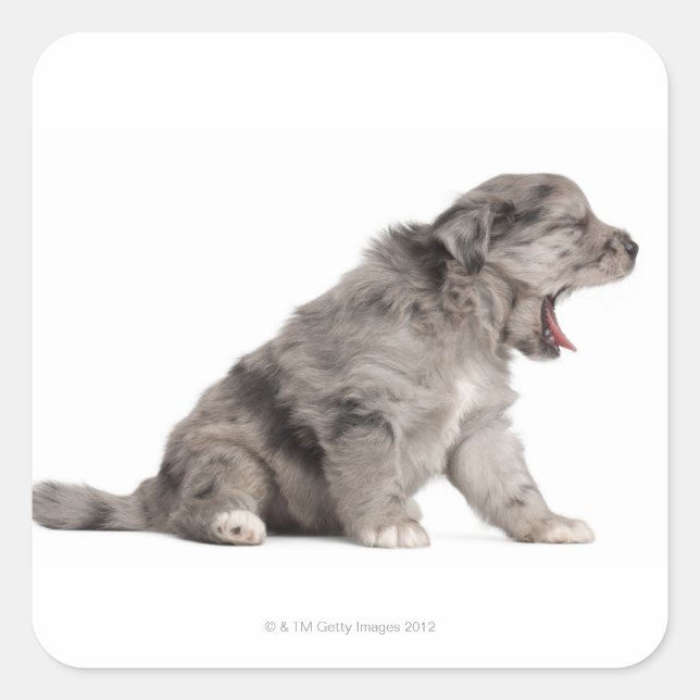 Pyrenean Shepherd Welpe (4 Wochen) gähnend Quadratischer Aufkleber (Vorderseite)