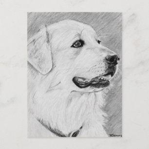 PyreneanMountainDog.jpg Postkarte
