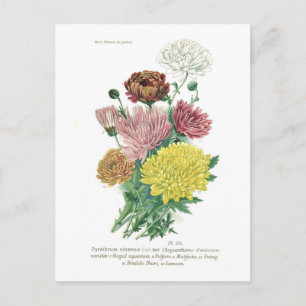 Pyrethrum sinense (Chrysanthemum) Postkarte