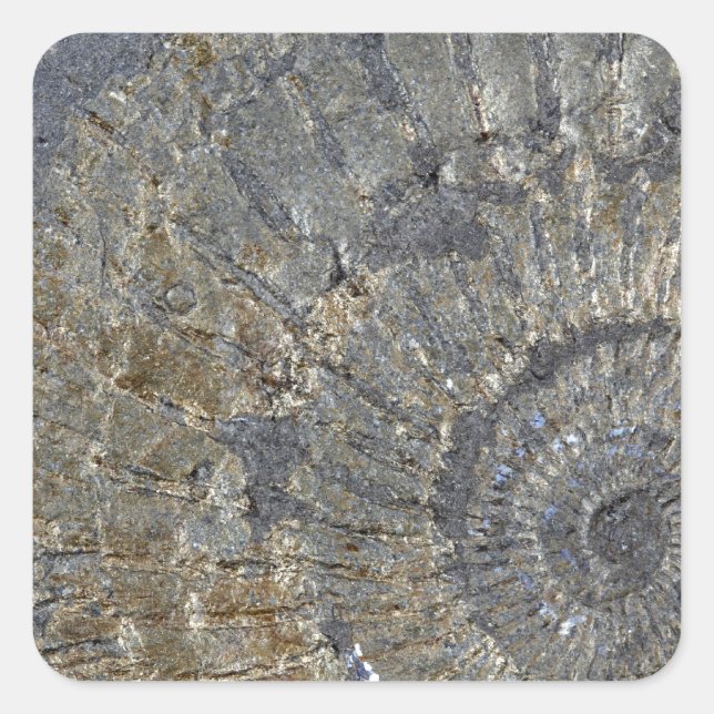 Pyritisiertes Ammonit Quadratischer Aufkleber (Vorderseite)