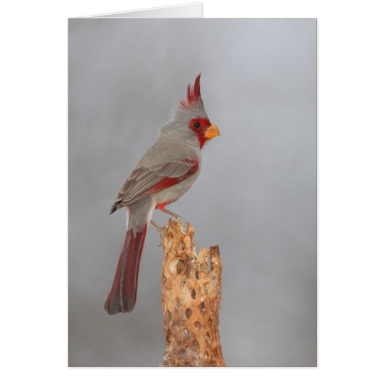 Pyrrhuloxia auf einer Niederlassung Karte