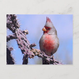 Pyrrhuloxia-Wüste-Kardinal Postkarte