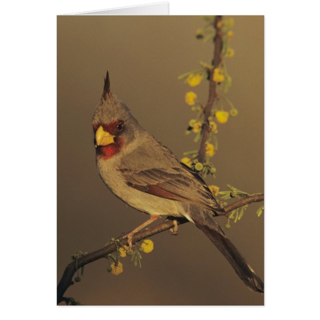 Pyrrhuloxie, Cardinalis sinuatus (Devant)