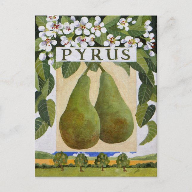 Pyrus Postkarte (Vorderseite)