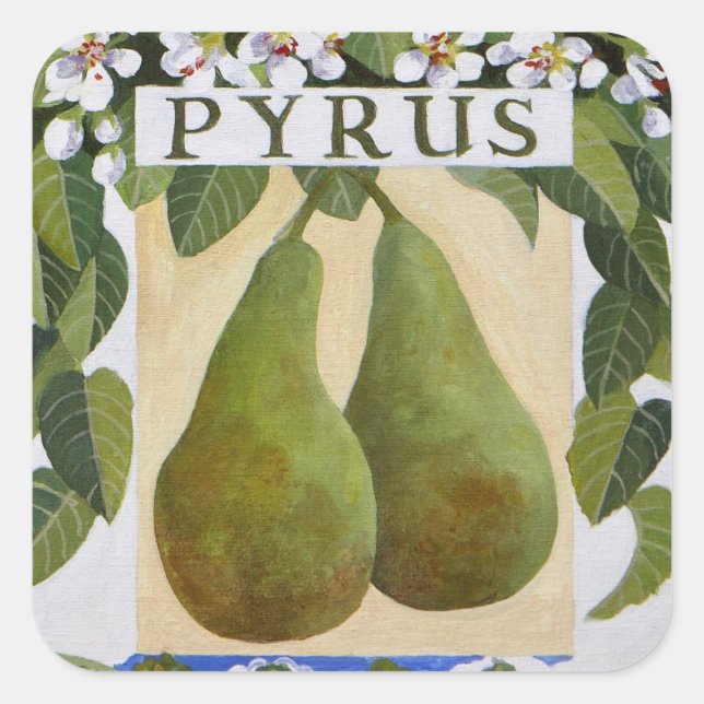 Pyrus Quadratischer Aufkleber (Vorderseite)