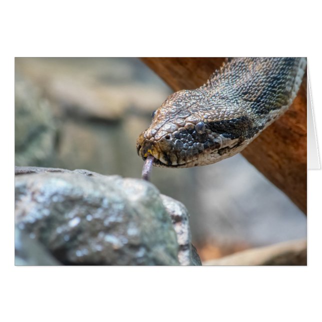 Python (Devant horizontal)