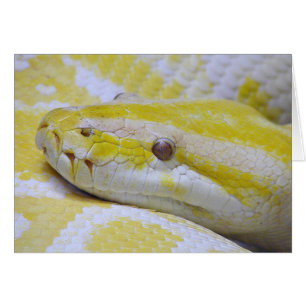 Python albino