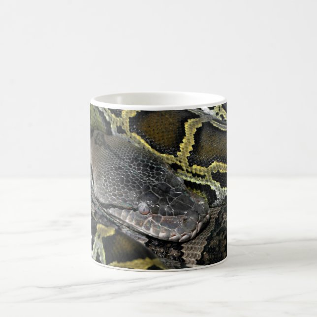 Python molurus bivittatus kaffeetasse (Mittel)