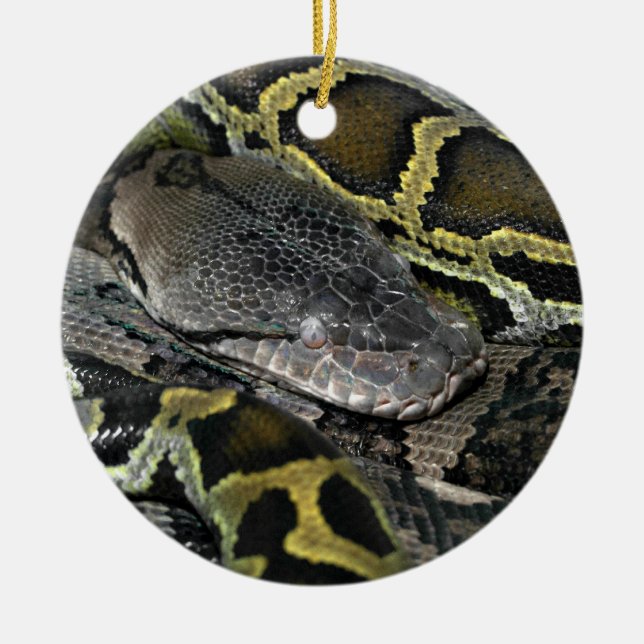 Python molurus bivittatus keramik ornament (Vorne)