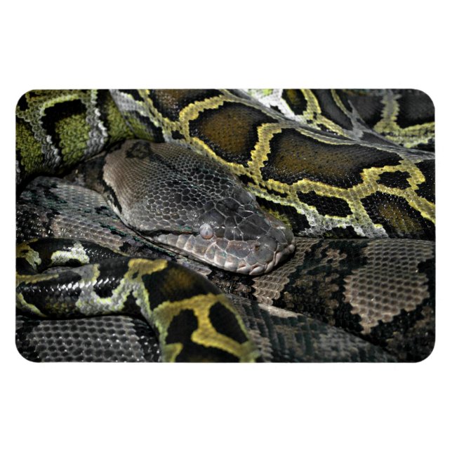 Python molurus bivittatus magnet (Horizontal)
