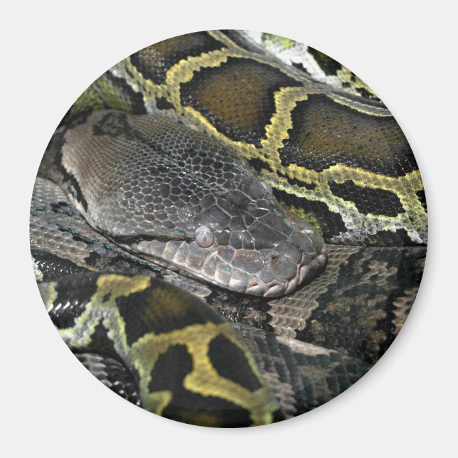 Python molurus bivittatus magnet (Vorne)