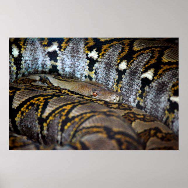 Python photo poster (Vorne)