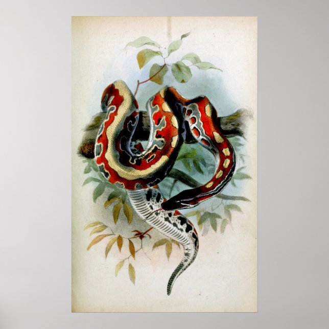 PYTHON! POSTER (Vorne)