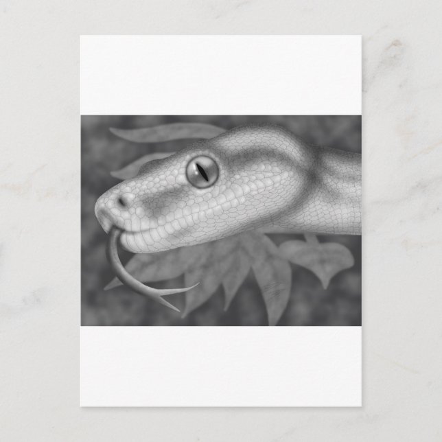 Python Postkarte (Vorderseite)
