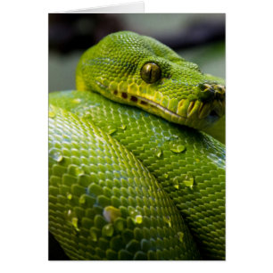 Python Snake